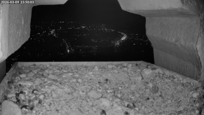 Live Webcam Wanderfalken Augsburg