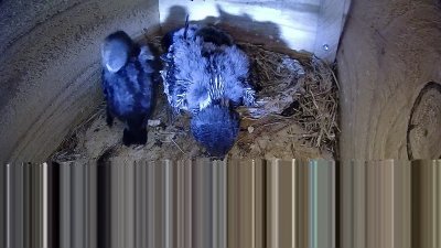 Live Webcam Mauersegler Neunkirchen