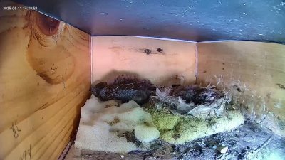 Live Webcam Mauersegler Köln #1