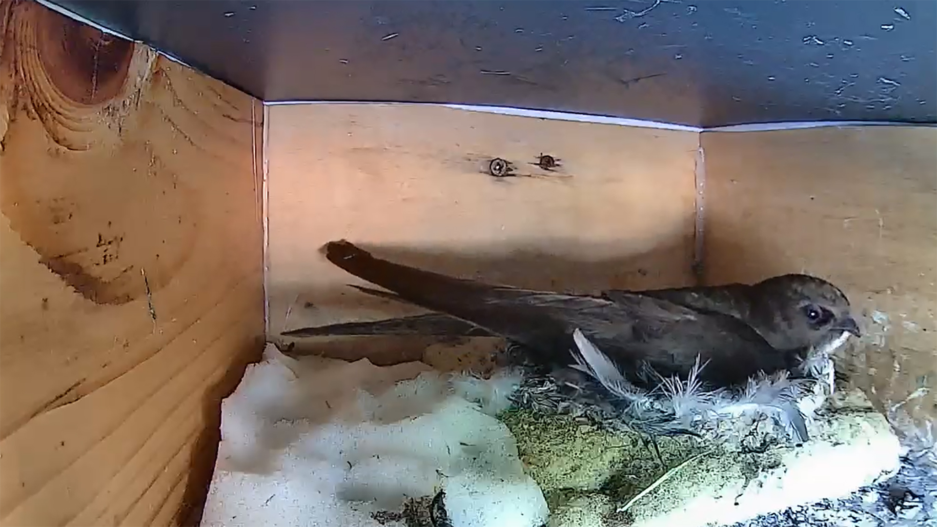 Mauersegler Webcams NABU-Köln