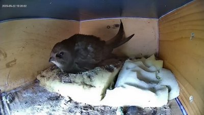 Live Webcam Mauersegler Köln #2