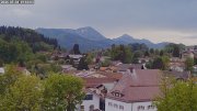 Siegsdorf-Störche